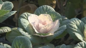 正月に彩り　葉ボタンの出荷が最盛期