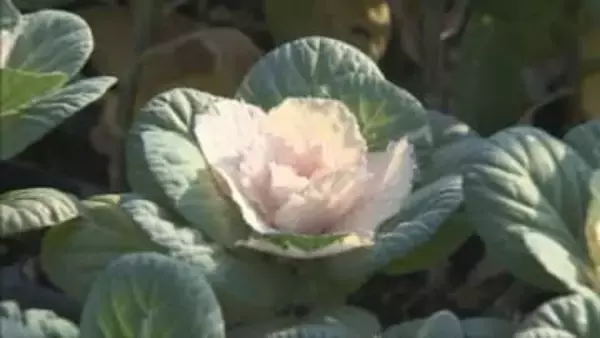 正月に彩り　葉ボタンの出荷が最盛期