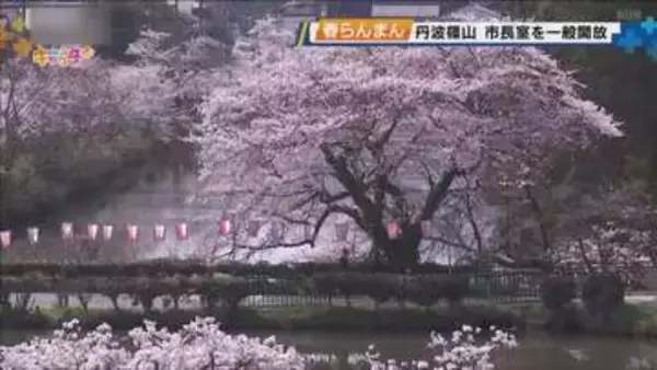 花見日和の１日　丹波篠山市で市長室開放　篠山城跡とサクラを一望