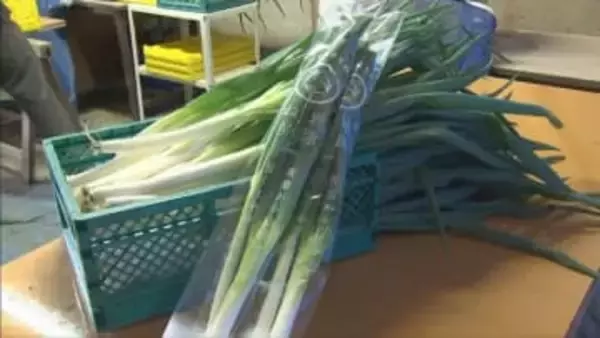 朝来市特産「岩津ねぎ」販売解禁日に向けた取材