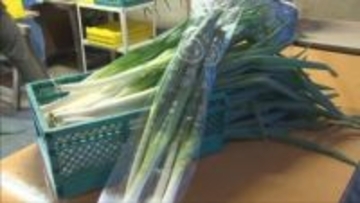 朝来市特産「岩津ねぎ」販売解禁日に向けた取材