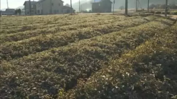 丹波篠山の特産「寒茶」を学ぶ　 小学生が伝統の茶づくりを体験