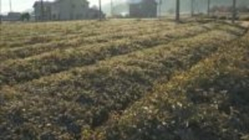 丹波篠山の特産「寒茶」を学ぶ　 小学生が伝統の茶づくりを体験