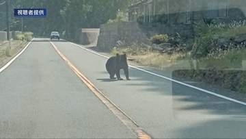 養父市でもツキノワグマ　ドラレコにが捉える　兵庫県が注意呼び掛け