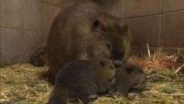 アメリカビーバーの赤ちゃん誕生　姫センで健康管理サポートを見学