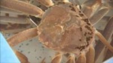 冬の味覚　カニシーズン到来「浜坂みなとカニ祭り」　多くの人でにぎわう