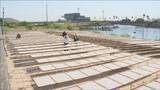 「初夏の日差しを浴びて香ばしく　淡路市でシラスの天日干し作業進む」の画像1
