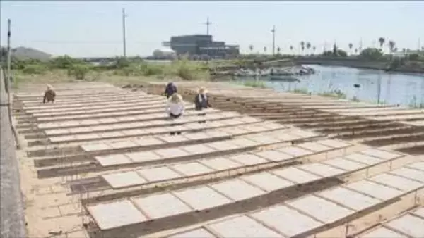 初夏の日差しを浴びて香ばしく　淡路市でシラスの天日干し作業進む