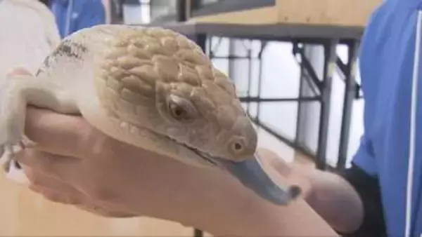 神戸で最大級の爬虫類イベント「コウレプ」開催　ヘビやカメレオンと触れ合いも