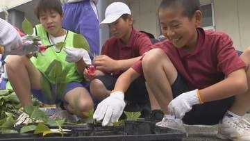 シカの食害で「町の花」が激減…　姫路市安富町で中学生がアジサイの苗づくり