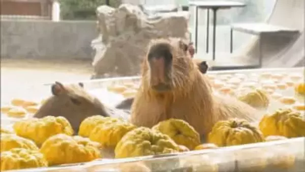 きょうは冬至　寒さ苦手なカピバラが「ゆず湯」でほっこり　姫路セントラルパークで来月6日まで