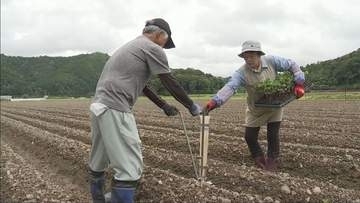 丹波篠山市 特産「丹波黒」の植え付け最盛期