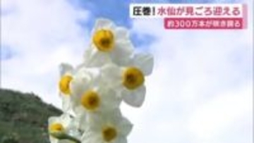 圧巻！水仙が見ごろ迎える　約300万本が咲き誇り広場には甘い香り漂う