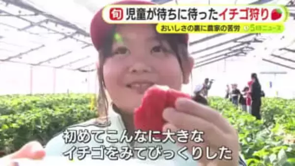 児童が待ちに待ったイチゴ狩り　おいしさの裏に農家の苦労