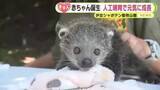 「愛らしいシロテテナガザルとビントロングの赤ちゃん「ふわふわしていてすごくかわいい」人工哺育で元気に成長」の画像1