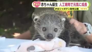 愛らしいシロテテナガザルとビントロングの赤ちゃん「ふわふわしていてすごくかわいい」人工哺育で元気に成長