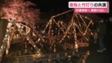 夜桜と竹灯りの共演　満開の河津桜と竹灯り300個と大型オブジェ　静岡・南伊豆町