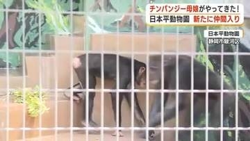 チンパンジーの親子が仲間入り　繁殖を目指して多摩動物公園から日本平動物園へ
