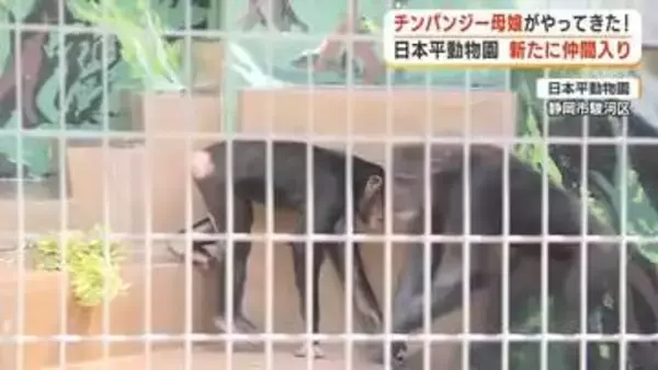 チンパンジーの親子が仲間入り　繁殖を目指して多摩動物公園から日本平動物園へ