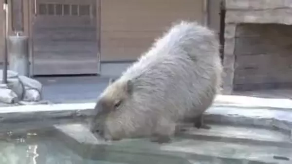 カピバラに温泉をプレゼント！　3月中旬並みの気温で全身つからず足湯を楽しむカピバラたち　静岡市の日本平動物園