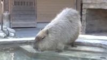 カピバラに温泉をプレゼント！　3月中旬並みの気温で全身つからず足湯を楽しむカピバラたち　静岡市の日本平動物園