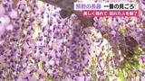 「美しく涼しげに揺れる姿が訪れた人を魅了　藤の名所・熊野（ゆや）の長藤が見頃」の画像1