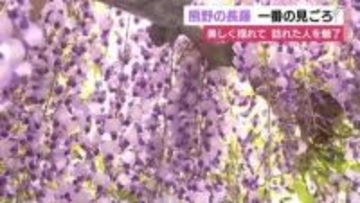 美しく涼しげに揺れる姿が訪れた人を魅了　藤の名所・熊野（ゆや）の長藤が見頃