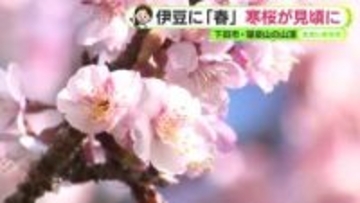 下田市で「寒桜」が見頃に　あす16日（金）はぽかぽか陽気　今年一番の暖かさに【静岡・ただいま天気　1/15】