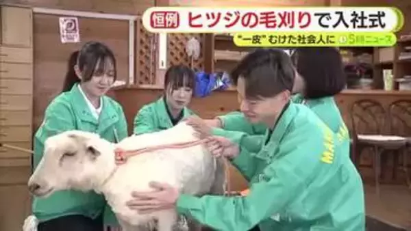 「“一皮”むけた社会人に！ヒツジの毛刈りで入社式」の画像