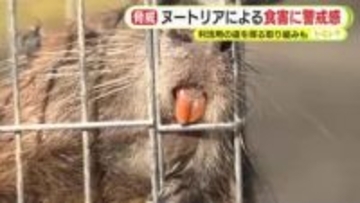 大型のネズミ”ヌートリア”を食べる!?　生息域拡大で食害に警戒感　農業被害は全国で年間 約5000万円　利活用の道を探る取り組みも