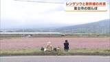 「「もう最高」 新幹線とレンゲソウの競演　写真愛好家が富士市でシャッターチャンス狙う　レンゲソウは刈り取られ週明けからはコメ作り始まる」の画像1
