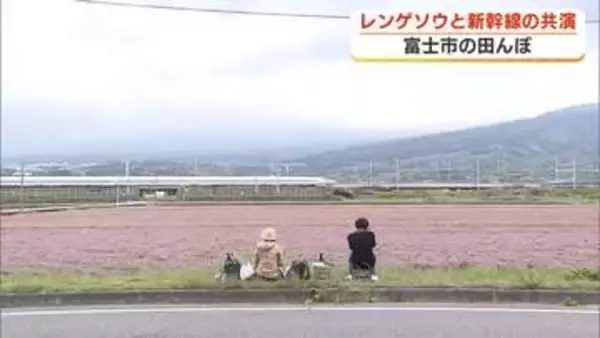 「もう最高」 新幹線とレンゲソウの競演　写真愛好家が富士市でシャッターチャンス狙う　レンゲソウは刈り取られ週明けからはコメ作り始まる