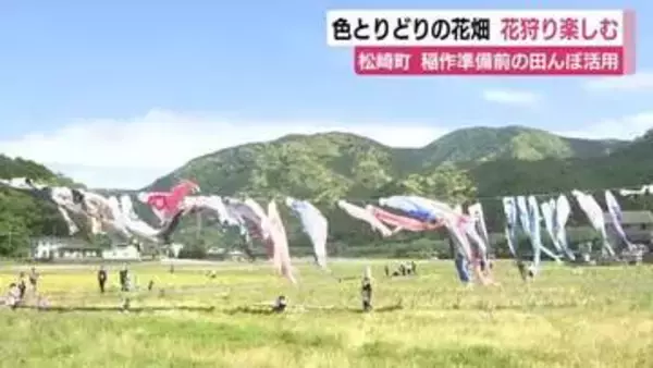 一般開放された田んぼの花畑でヤグルマソウなど花狩り　観光客が満喫「楽しかった」