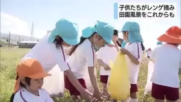 地元の田園風景をいつまでも　園児が種まきした畑でレンゲ摘み