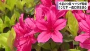 40種類10万本のツツジが見頃で絶景　赤いじゅうたんのように一面に咲き誇る　静岡県伊東市の小室山公園
