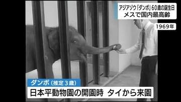 アジアゾウ「ダンボ」60歳に　日本平動物園の開園時にタイから静岡へ　メスとして国内最高齢　来園者が誕生日と還暦をお祝い