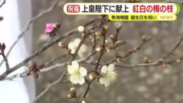 上皇陛下の誕生日を祝い献上する紅白の梅の枝　熱海梅園で採取　2026年で57回目