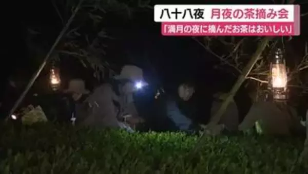 月夜の茶摘み会　「満月の夜に摘んだお茶はおいしい」ランタンの灯りで幻想的な雰囲気　140人参加