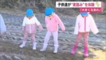 子供たちが“麦踏み”を体験　日本古来の農法「大きくな～れ」