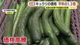 「キュウリの価格　平年の1.3倍　猛暑の影響や物価高の影響　消費者「ちょっと高い」嘆きの声　生産者は徹底した対策」の画像1