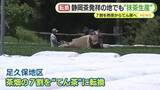 「7割を煎茶から碾茶に転換　“静岡茶発祥の地”で抹茶生産　世界的なブームに伴う需要の高まりを受け」の画像1