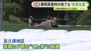 7割を煎茶から碾茶に転換　“静岡茶発祥の地”で抹茶生産　世界的なブームに伴う需要の高まりを受け