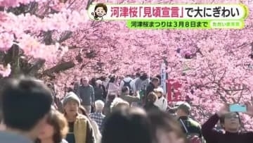 河津桜は一番の見頃に　まつり会場は平日でも大賑わい【静岡・ただいま天気 2/16】