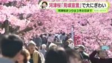 河津桜は一番の見頃に　まつり会場は平日でも大賑わい【静岡・ただいま天気 2/16】