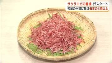 サクラエビの春漁　初日の水揚げ量は前年の3倍超　条件が良くない中でも好スタート　“駿河湾の宝石”期待高まる