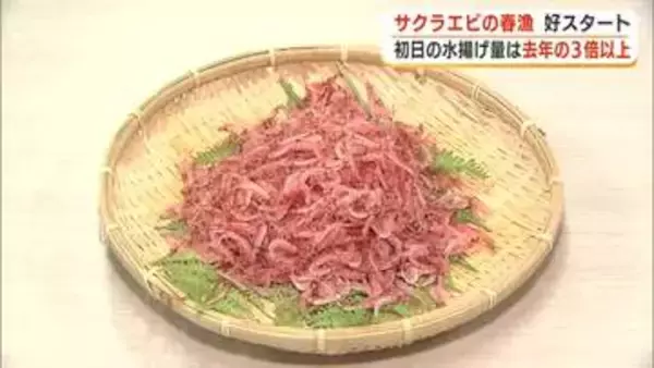 サクラエビの春漁　初日の水揚げ量は前年の3倍超　条件が良くない中でも好スタート　“駿河湾の宝石”期待高まる