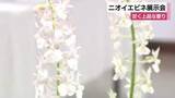 「甘く上品な香り放つランの一種「ニオイエビネ」展示会　伊豆諸島の一部で自生する珍しい花　静岡・伊東市」の画像1