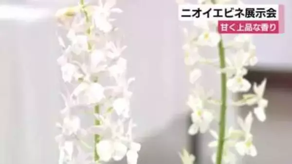 甘く上品な香り放つランの一種「ニオイエビネ」展示会　伊豆諸島の一部で自生する珍しい花　静岡・伊東市