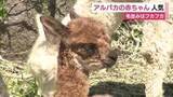 「アルパカの赤ちゃんが人気　“フカフカ”な毛並み」の画像1