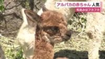 アルパカの赤ちゃんが人気　“フカフカ”な毛並み